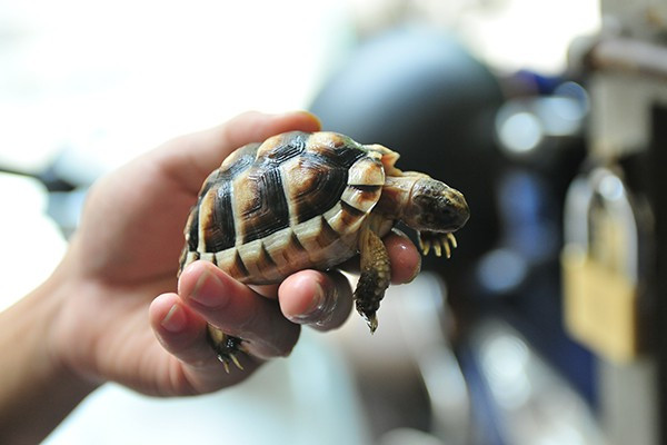 Loài rùa váy nhỏ nhắn có thể nằm gọn trong lòng bàn tay.