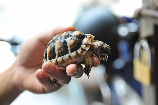 Loài rùa váy nhỏ nhắn có thể nằm gọn trong lòng bàn tay.