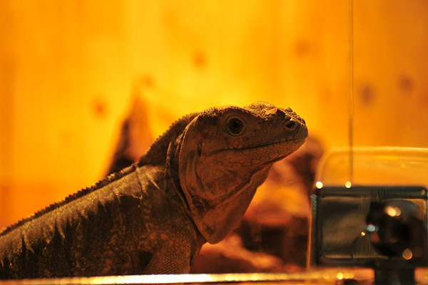 Giống cự đà tê giác, trên đầu sẽ mọc sừng khi trưởng thành.