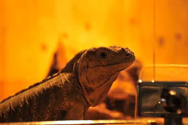 Giống cự đà tê giác, trên đầu sẽ mọc sừng khi trưởng thành.