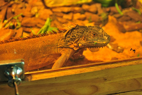 Loài kỳ đà cảnh với vẻ bề ngoài khá dữ dằn.