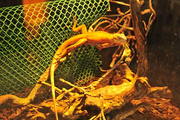 Thức ăn cho những loài bò sát cảnh này khá đơn giản và dễ tìm.