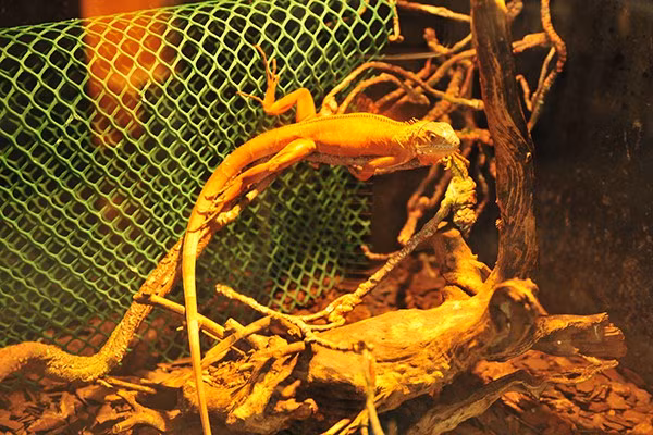 Thức ăn cho những loài bò sát cảnh này khá đơn giản và dễ tìm.