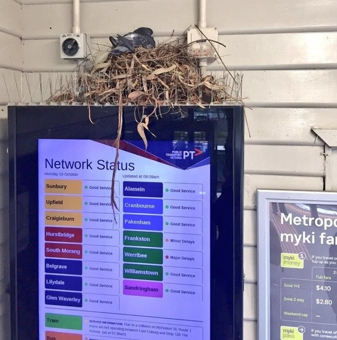 Chú chim bồ câu này đã xây dựng một tổ trên bảng chỉ dẫn.