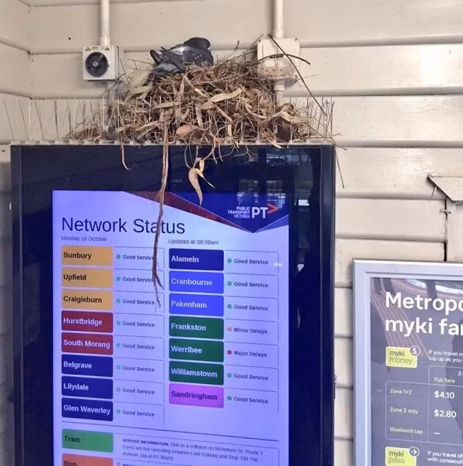 Chú chim bồ câu này đã xây dựng một tổ trên bảng chỉ dẫn.