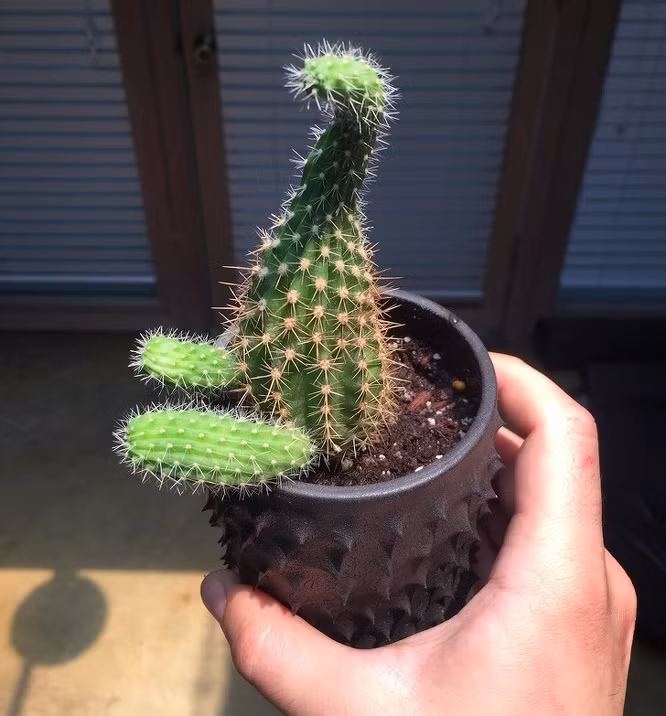 Cây xương rồng con này đang muốn được ôm?