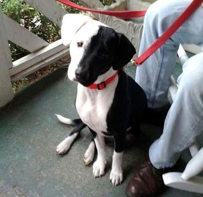 Hình ảnh độc lạ của chú chó lạ lẫm với hai nửa khuôn mặt có màu khác biệt.