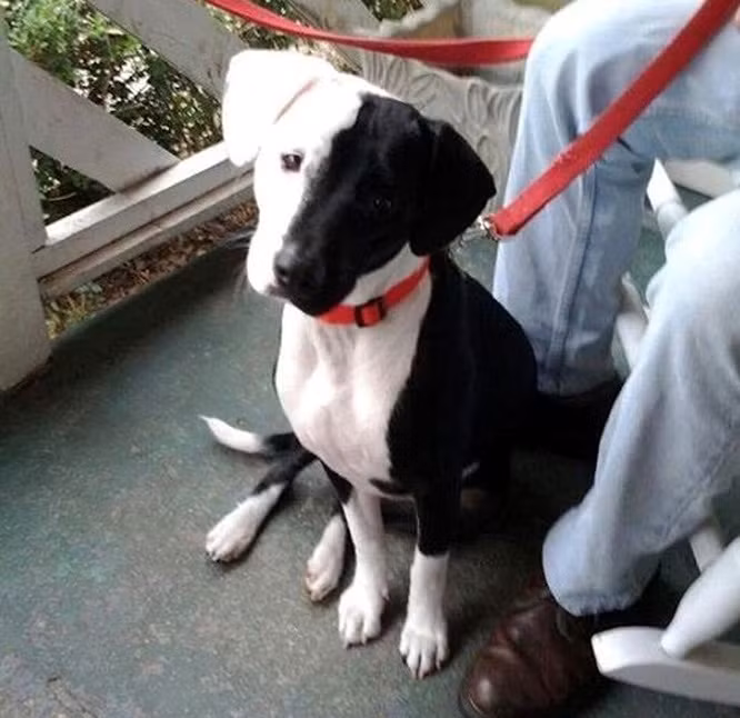 Hình ảnh độc lạ của chú chó lạ lẫm với hai nửa khuôn mặt có màu khác biệt.