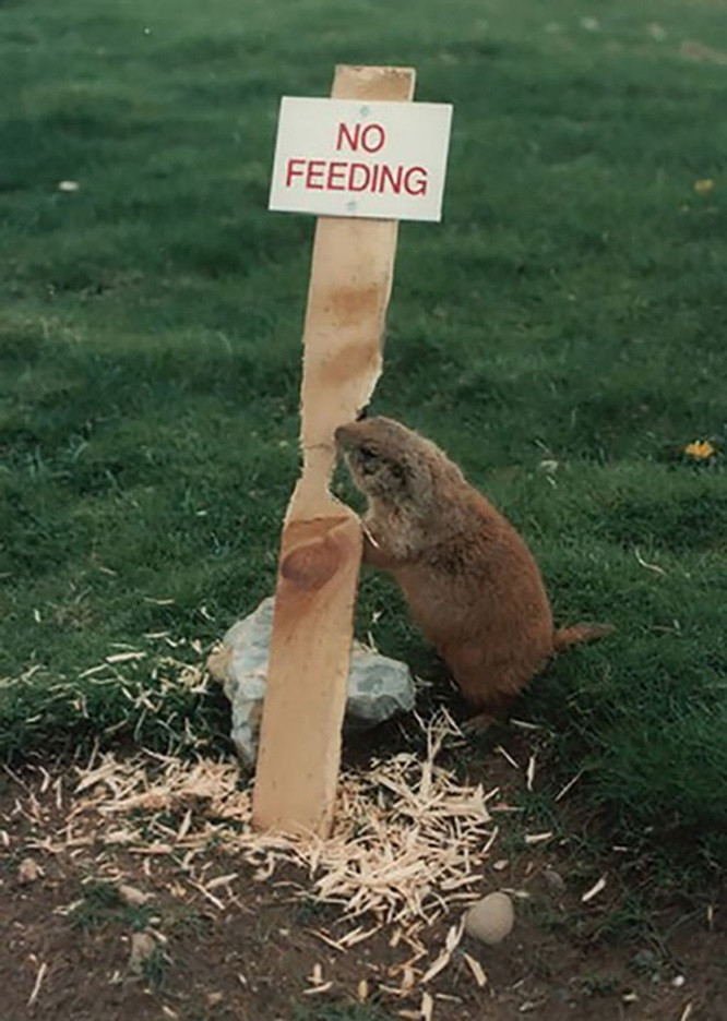 Đừng khiêu khích mấy con hải ly.