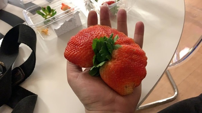 Một quả dâu siêu to khổng lồ.