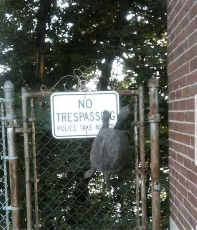 Vi phạm pháp luật một cách...từ từ.