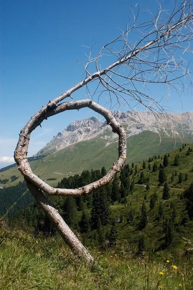 Cây mọc với hình thù kỳ dị.