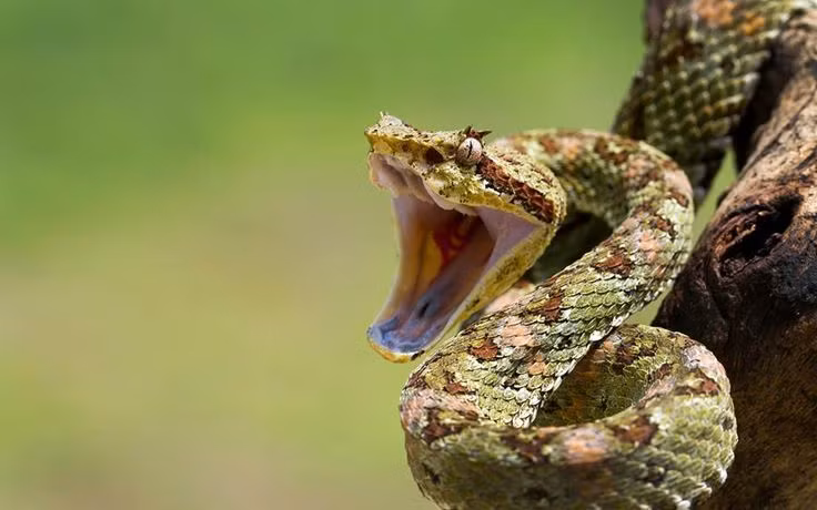 Chưa hết bàng hoàng, cô Figueira nhận thấy con trai bé nhỏ cầm trên tay một con rắn độc. Ngay lập tức cô đưa con trai Lorenzo đến bệnh viện Sao Luiz để kiểm tra sức khỏe.