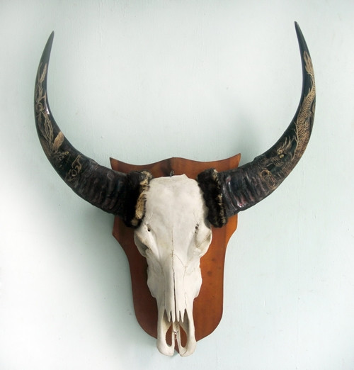 7. Sừng trâu: Đối với những ngành nghề mang tính cạnh tranh cao thì nên treo một cái sừng trâu trong văn phòng để tăng sức mạnh và ý chí vươn lên.