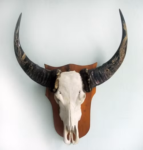 7. Sừng trâu: Đối với những ngành nghề mang tính cạnh tranh cao thì nên treo một cái sừng trâu trong văn phòng để tăng sức mạnh và ý chí vươn lên.