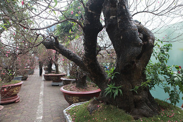 Bên cạnh là một gốc đào khác dáng trực có tuổi đời lên đến 15 năm, giá bán khoảng 70 triệu.