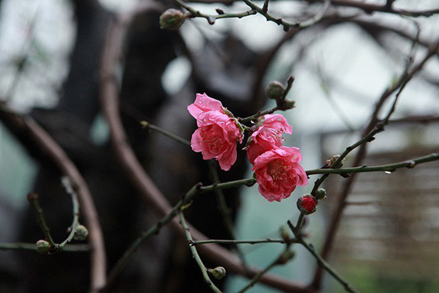 Đào cổ thụ thường có ít hoa nhưng hoa to, chơi được lâu