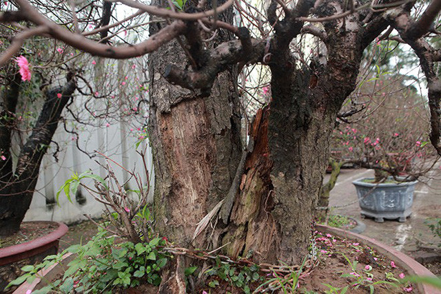 Những gốc đào được người bán chăm chút, tạo thế rất kỳ công