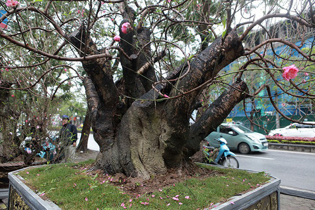 Một gốc đào cổ thụ với 9 ngọn cắt cụt, đường kính lớn khoảng 80cm, chủ nhân của gốc đào cho biết “giá bán gốc đào này khoảng 80 triệu”