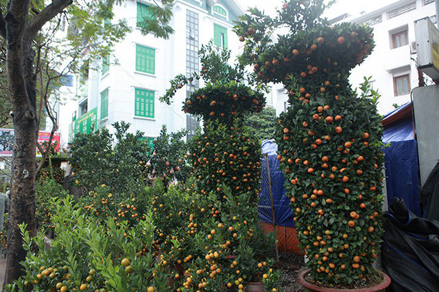 Cặp quýt “khủng” của ông Thắng cao 2,3m, phần tán cây tạo thân bình rộng nhất là 90cm, phần hẹp nhất là 60cm. Riêng cổ bình có kích thước khoảng 50cm và có giá cho thuê 40 triệu đồng