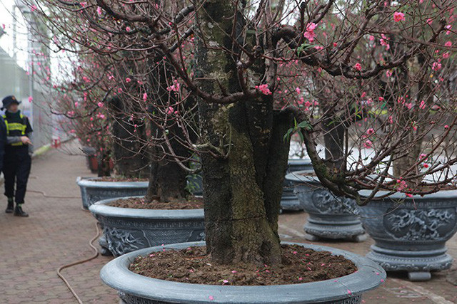 Do còn gần một tháng mới đến Tết nên khu vực này chưa có nhiều khách hàng