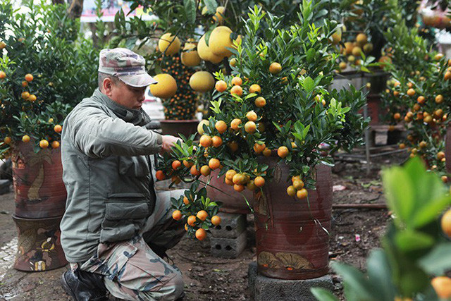 Ông Nguyễn Kim Thắng (Hoài Đức) cho biết, đã bày quýt, bưởi, quất cảnh ở đây được gần một tháng nay