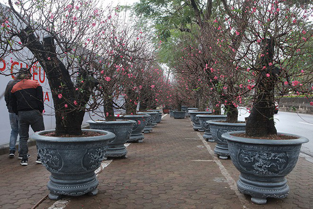 Những cây đào “khủng” này có giá cho thuê giao động từ 5-10 triệu đồng, có cây lên đến 30 triệu đồng. Nếu khách mua đứt cần phải trả thêm 5 triệu, anh Huy, chủ buôn bán cho biết