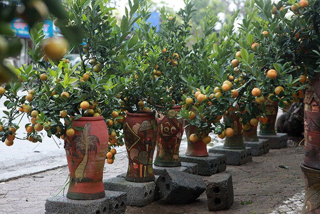 Những cây quất cảnh trong chậu sành có giá giao động từ 2,5 – 5 triệu đồng