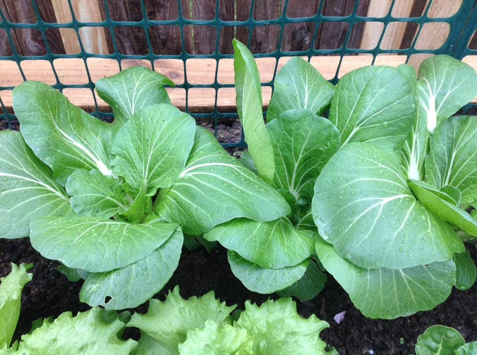 Mùa nào rau đấy, nhờ chăm sóc thường xuyên khu vườn của gia đình chị luôn xanh mướt, cho rau xanh, quả ngọt mỗi ngày.