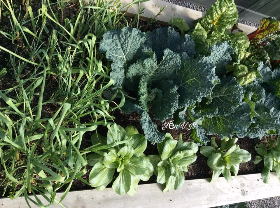 Với chị Bùi Hoàng Yến bây giờ, trồng rau không chỉ cung cấp thực phảm sạch mà còn là niềm vui, như cách tự xây cho bản thân một khung trời riêng, nơi đó như đứa con tinh thần để cân bằng cuộc sống, bỏ hết ưu tư, phiền muộn của cuộc sống, để tâm tồn được thảnh thơi, tự tại.