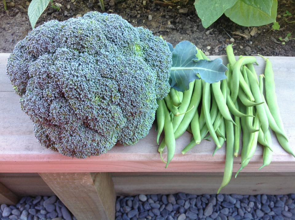 Rau thu hoạch từ vườn tự trồng nhỏ của nhà giúp bữa ăn gia đình chị Yến thêm phong phú.