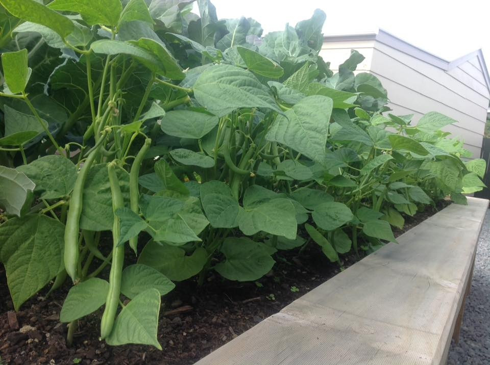 Chị Yến vui vẻ nói:" Thích nhất đến lúc nấu ăn chỉ cần vài bước chân ra vườn là đã có rau tươi như ý, mà không phải đi chợ xa."