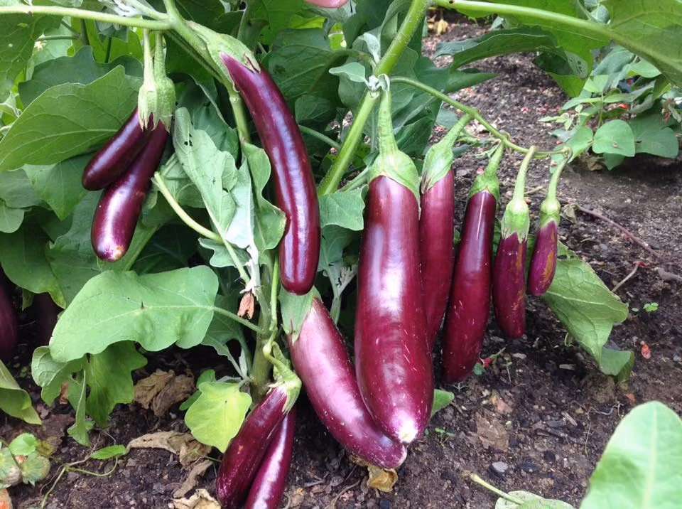 Khu vườn của gia đình chị rộng hơn 500m2. Để cải tạo đất trồng rau, chị Yến đã mất rất nhiều thời gian loại bỏ hết đất cũ và mua đất mới.