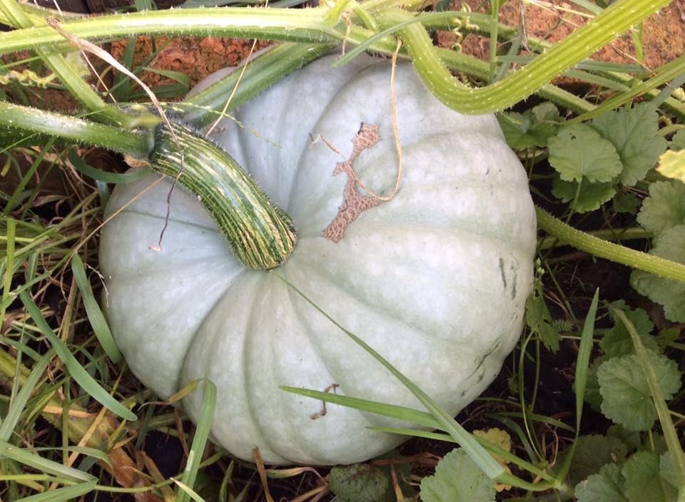 Thời gian đầu mới bắt tay vào trồng, do chưa có nhiều kinh nghiệm nên số lượng cây chị trồng bị chết khá nhiều. Sau đó chị lên mạng tìm hiểu để dần khắc phục về đất trồng, phân bón.