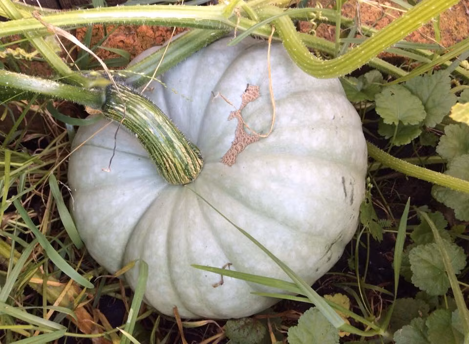 Thời gian đầu mới bắt tay vào trồng, do chưa có nhiều kinh nghiệm nên số lượng cây chị trồng bị chết khá nhiều. Sau đó chị lên mạng tìm hiểu để dần khắc phục về đất trồng, phân bón.