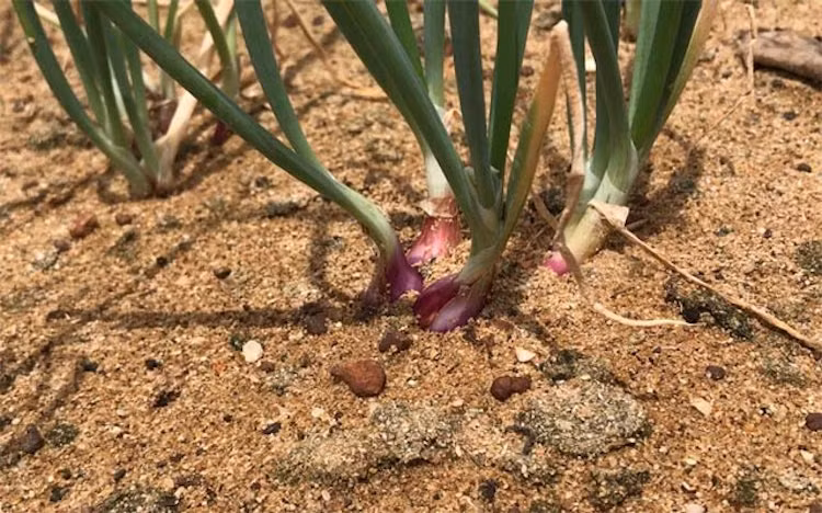 Những ngày giữa tháng 7 cũng là thời điểm người dân Thanh Thủy hoàn tất đợt trồng hành cuối cùng trong năm. Nhiều ruộng hành trồng sớm đã bước vào giai đoạn tạo cũ.