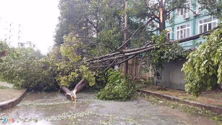 Một tuyến đường tại trung tâm TP Vinh bị cây xanh đổ chắn ngang.
