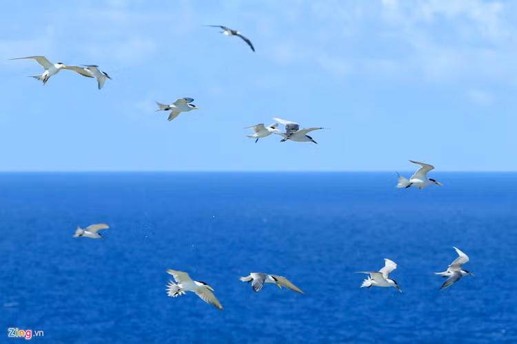 Ngoài nhạn, trên đảo còn có hải âu, mòng biển và bồ nông, nhưng có số lượng ít hơn.