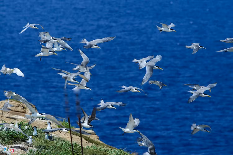 Anh Hùng - đảo trưởng - cho biết khu vực này rất nhiều tôm cá, thức ăn phong phú lại không bị sự can thiệp của con người, nên đây là môi trường tốt nhất để nhạn sinh sống