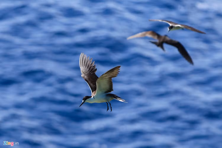 Chim nhạn biển có tuổi đời khoảng 20 năm. Trong suốt cuộc đời của mình, một chú nhạn có thể bay quãng đường dài đến 1 triệu km.