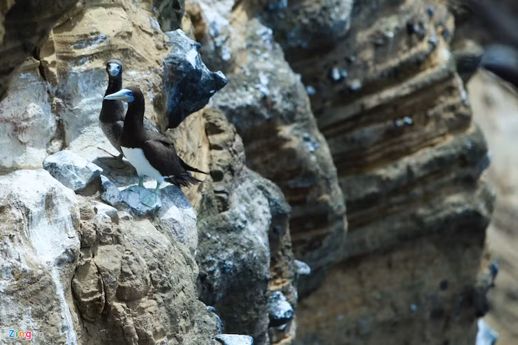 Những hốc đá nhỏ cheo leo này là tổ ấm cho những chú chim non chào đời.
