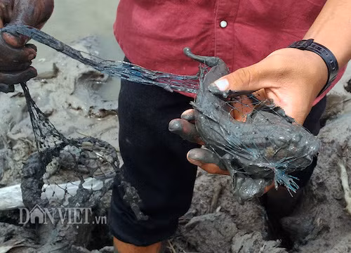 Ca ky la nhat hanh tinh giup hot chuc trieu/thang o Ca Mau-Hinh-2