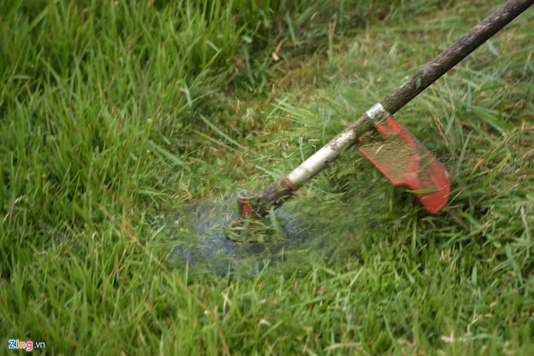 Thảm cỏ trong khu vực dọn dẹp được cắt tỉa chỉ giữ lại khoảng 5 tới 10 cm, những cây dại sẽ bị phạt đi hoặc nhổ, loại bỏ.