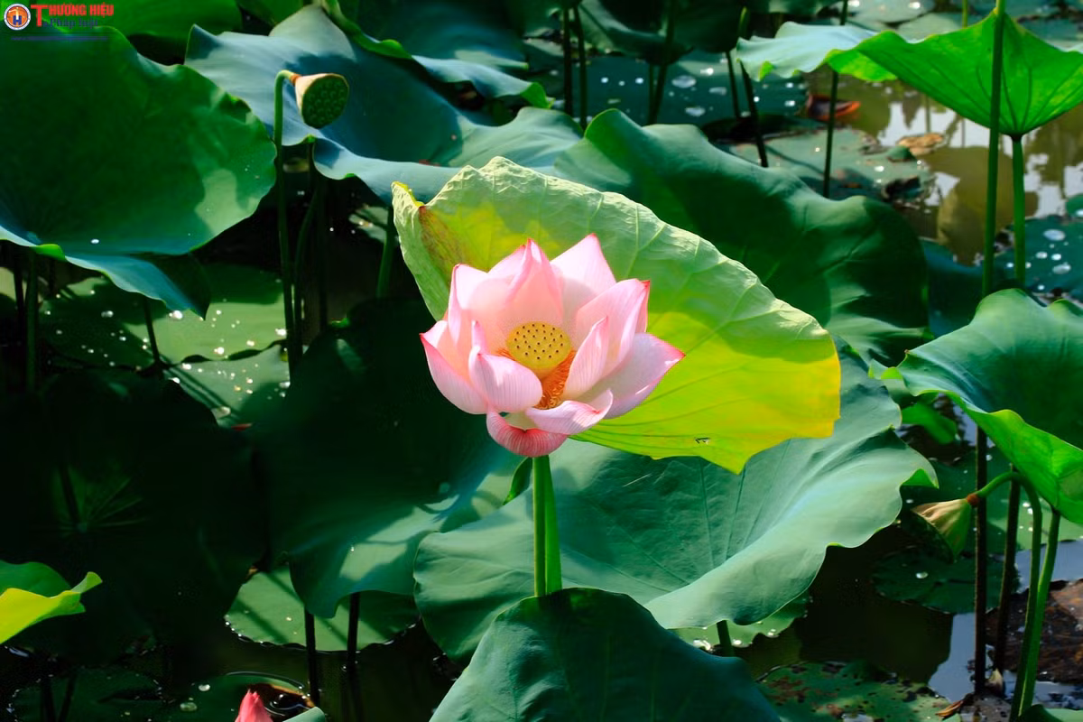 Me gia Ha Noi thu nua ty moi vu nho cay 