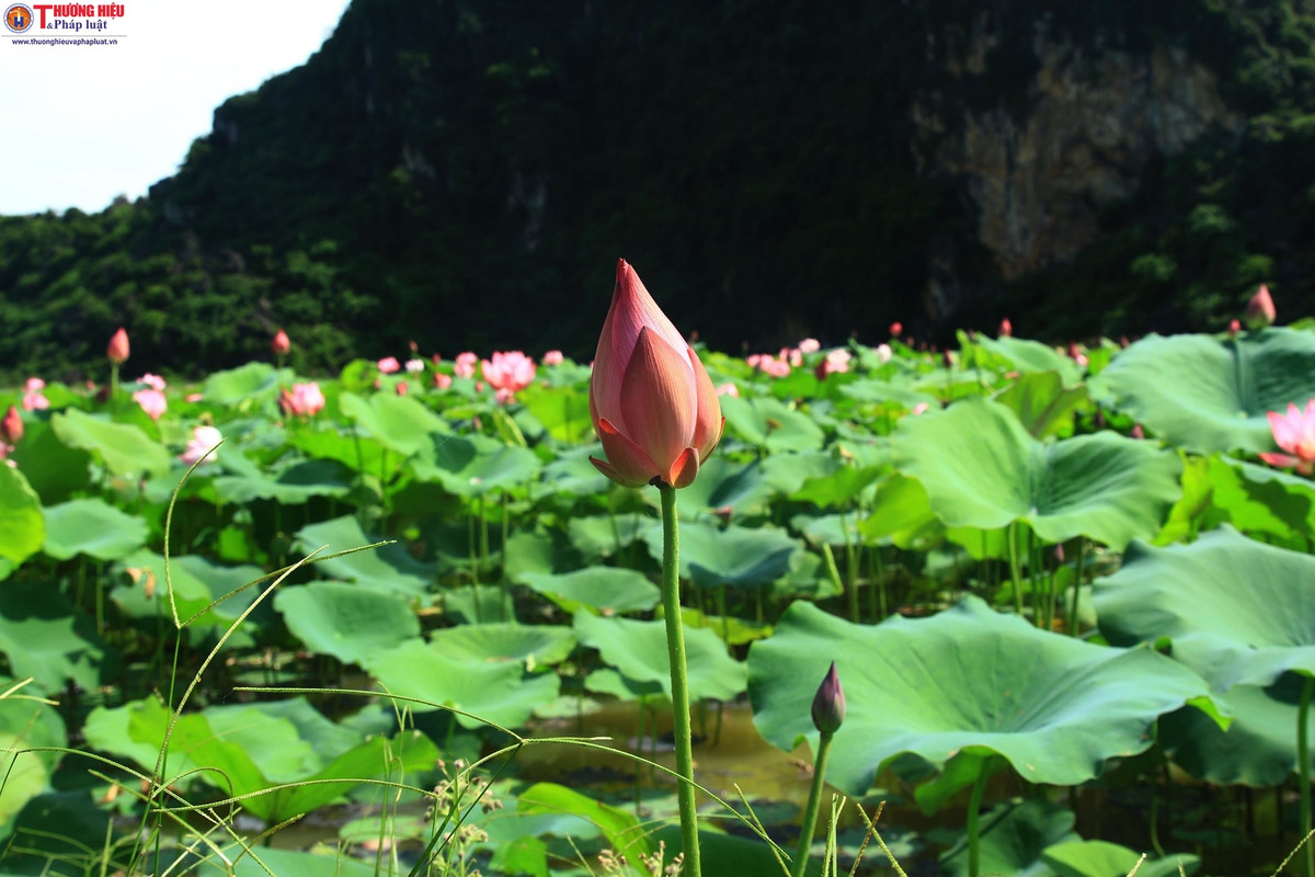 Me gia Ha Noi thu nua ty moi vu nho cay 