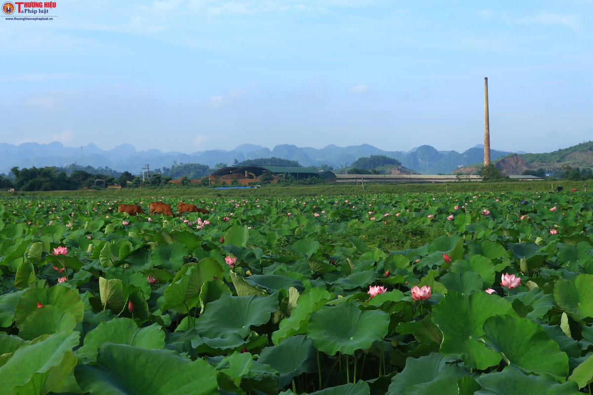 Me gia Ha Noi thu nua ty moi vu nho cay 