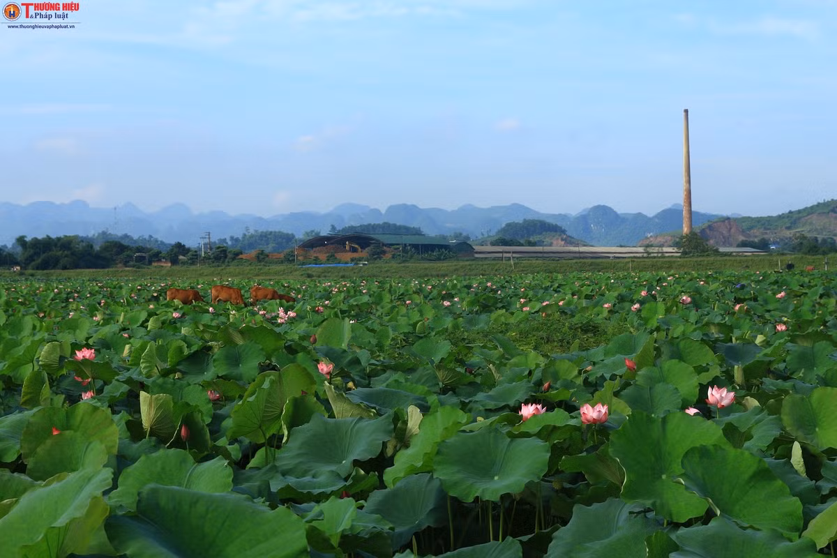 Me gia Ha Noi thu nua ty moi vu nho cay 