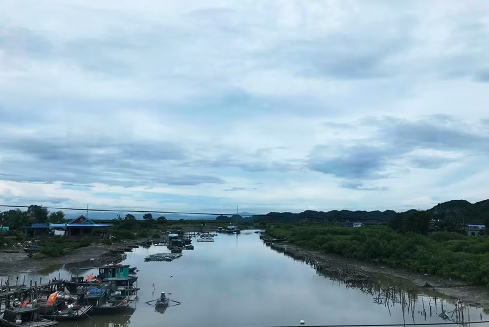 Những cánh rừng ngập mặn phủ xanh trên đảo Cát Bà.