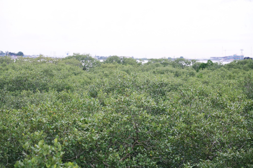 Người dân chọn trồng những loại cây đặc hữu có thể sinh trưởng tốt và lớn nhanh trong nền đất ngập mặn nơi những loài khác không thể phát triển được.