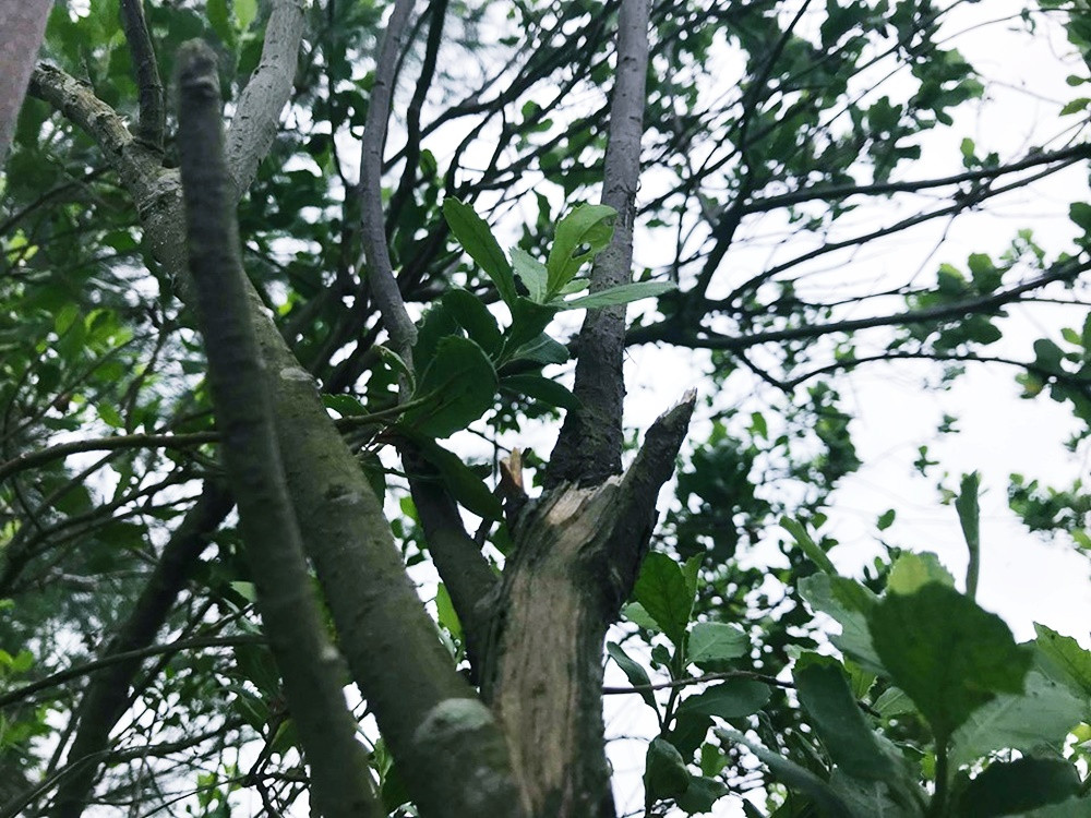 Những cánh rừng ngập mặn tiếp tục được người dân xã Phù Long phủ kín trên đảo Cát Bà.